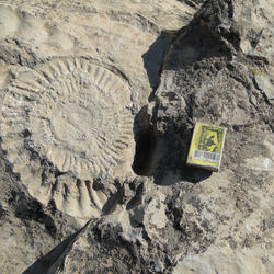 Kugitang Fossils