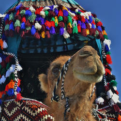 Camel